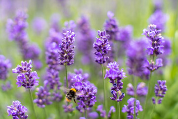 Wildflowers Vivid Purple Lavendel being Pollinated by Both hard working Bumblebees and Honey bees in the Garden of a Home in Sweden.
