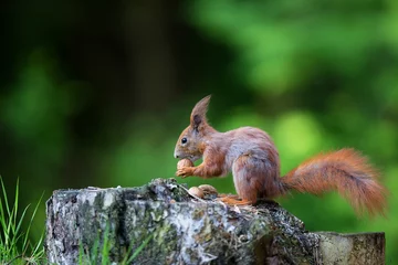 Papier Peint photo autocollant Écureuil Red squirrel on a tree