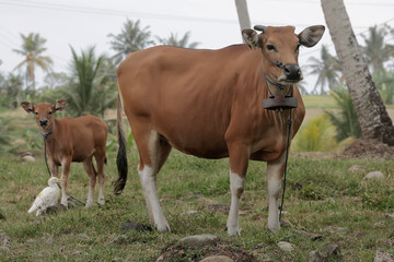 Naklejka na ściany i meble A mother Javanese cow is guarding her calf from predators. This mammal has the scientific name Bos javanicus.