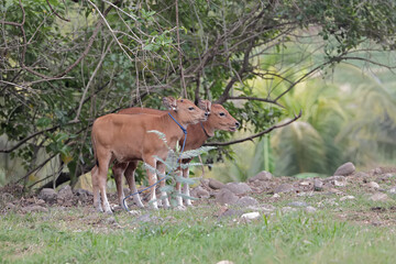Naklejka na ściany i meble Two young Javanese cows are looking for food in the meadow. This mammal has the scientific name Bos javanicus.