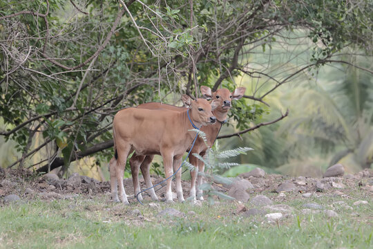 Two young Javanese cows are looking for food in the meadow. This mammal has the scientific name Bos javanicus.
