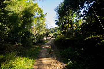 Fototapeta premium Organic coffee plantation in the west of the city of Chiang Mai in Thailand.
