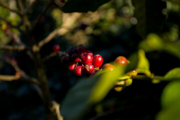 Fototapeta premium Details of red coffee beans. Organic coffee plantation in the west of the city of Chiang Mai in Thailand.