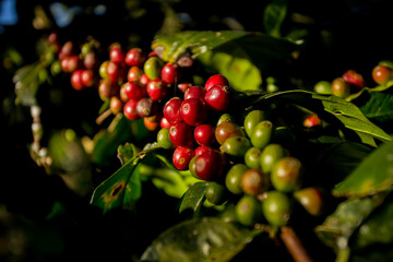 Details of red coffee beans. Organic coffee plantation in the west of the city of Chiang Mai in Thailand.