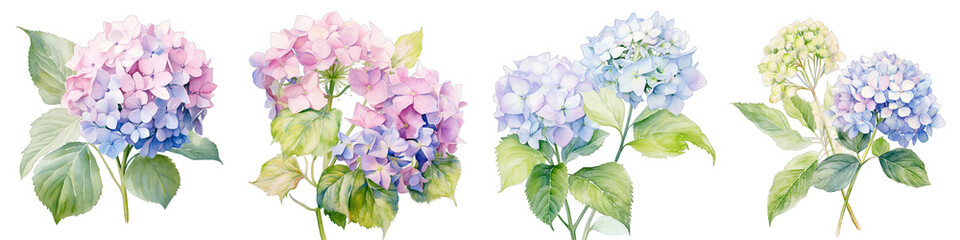 Hydrangea Botanical View On A Clean White Background Soft Watercolour Transparent Background