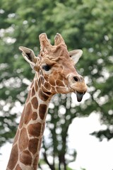 Naklejka premium 舌を出すキリンの顔のアップ