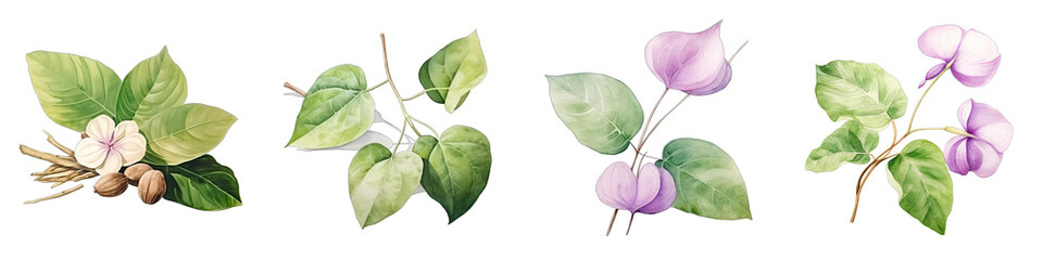 Kava Botanical View On A Clean White Background Soft Watercolour Transparent Background