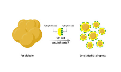 Lipid emulsification, Fat Molecule, Lipid droplets, Lipid Digestion. Bile salt emulsification. Gallbladder. Micelle formation. Colorful scientific diagram. Vector Illustration.