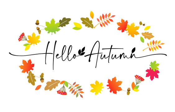 Hello Autumn calligraphy for social media post. Autumn leaves, colored rowan berries, acorns, oak, maple leaves and hand lettering phrase. Vector background template for fall banner design