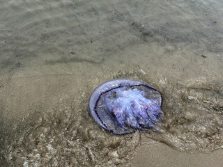 Jellyfish floating on the beach