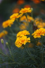 Tagetes 