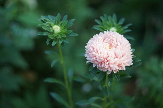 Pink aster flower