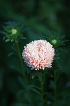 Pink aster flower