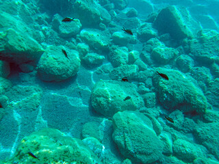 Veduta subacquea del mare di Taormina con pesci che nuotano nell'acqua