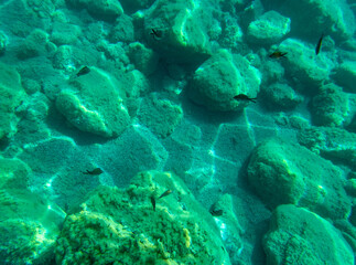 Fototapeta na wymiar Vista subacquea di Taormina con pesci 2368