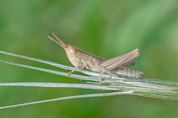 small grasshopper sitting on plant