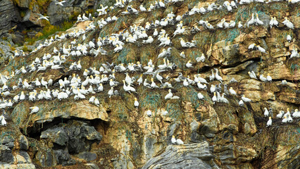 Gannet Colony