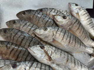 Fresh fish at a market stall