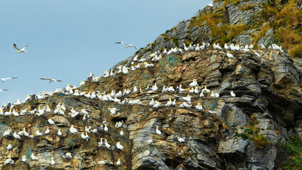 Gannet Colony