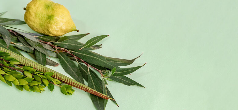 Species from the Jewish holiday of Sukkoth.