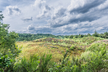 Heather slopes near Himmelbjerget at the Danish lake highlands, Denmark