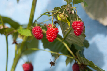 Close-up of ripe raspberries ready to be picked - stock photo