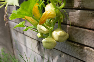 Home grown patty pan squash in the garden - stock photo