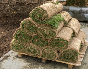 Sod rolls for laying on park lawns