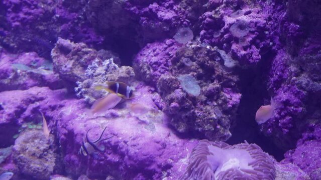 Fish Argus monodactylus