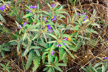 Greece, Botany, silverleaf nightshade