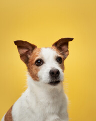 portrait of a dog on a yellow background. Funny jack russell terrier in studio 