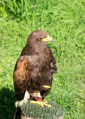 A beautiful posing eagle from the Slovak mountains