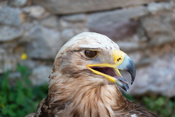 A beautiful posing eagle from the Slovak mountains