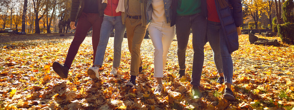 Group of six happy friends walking in a sunny autumn park. Several young people in casual clothes walking on the ground covered in fallen golden leaves. Banner background, cropped shot, human legs
