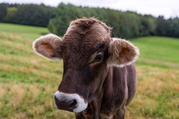 A calf in the field