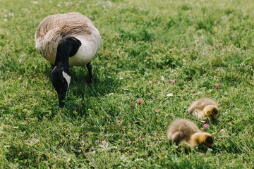 Cute goslings with their mother goose in the meadow.