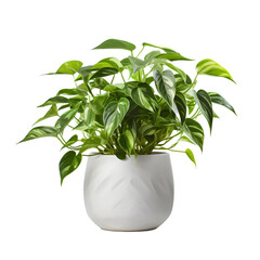 plant photos in white pot with transparant background for decoration element 