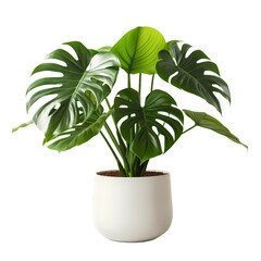 Monstera houseplant decoration. Monstera in white pot for decorative element with transparant background 