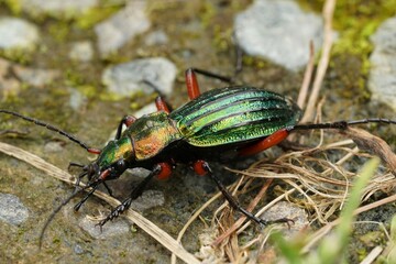 Closeup on a colorful metalling green and red ground beetle, Carabus auronitens in Austria