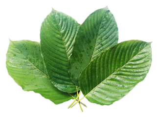 Mitragyna speciosa (Kratom leaves) Thai herbal which encourage health.
