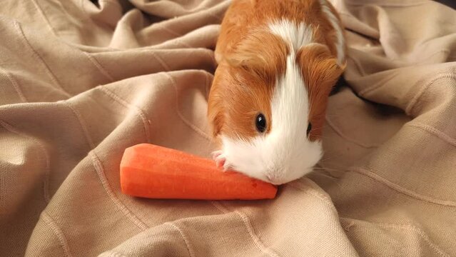 guinea pig eats carrots with appetite. High quality FullHD footage
