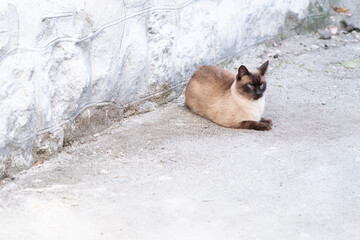 Pretty cat sits on the town street