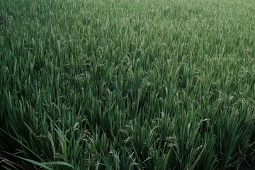 Background photo with green rice field. Rice ears in agriculture. Rice field texture and agriculture and organic farm concept.