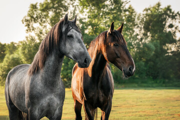Two beautiful horses stand on the field against the background of the forest and look away