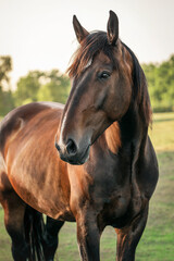 portrait of a beautiful bay horse on the field in the light of the setting sun 