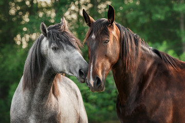 Two horses that cutely sniff and kiss each other
