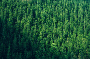 coniferous forest background top view