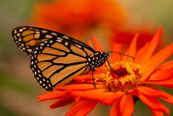 Monarch Butterfly landing and getting nectar from a red dahlia flower thru the Rocky Mountains of the USA
