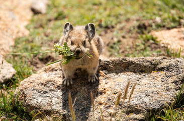 Pika gathering winter food on Trail Ridge road in Rocky Mountain National Park is a small mammal that lives in higher elevations of Colorado, USA