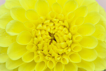 Dahlia macro,colorful background